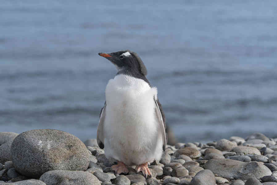 Pingüino Papua o Gentoo cría - isla Robert - islas Shetland del Sur 12.jpg